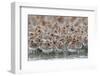 Western Sandpipers and Dunlin roosting, Washington, USA-Gerrit Vyn-Framed Photographic Print