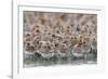 Western Sandpipers and Dunlin roosting, Washington, USA-Gerrit Vyn-Framed Photographic Print