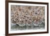 Western Sandpipers and Dunlin roosting, Washington, USA-Gerrit Vyn-Framed Photographic Print