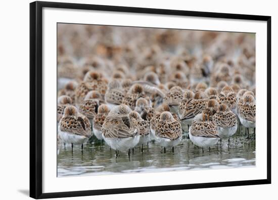 Western Sandpipers and Dunlin roosting, Washington, USA-Gerrit Vyn-Framed Photographic Print