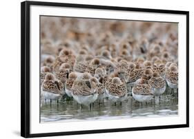 Western Sandpipers and Dunlin roosting, Washington, USA-Gerrit Vyn-Framed Photographic Print