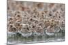 Western Sandpipers and Dunlin roosting, Washington, USA-Gerrit Vyn-Mounted Photographic Print