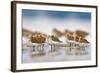 Western Sandpipers Resting at High Tide, Bottle Beach, Grays Harbor, Washington-Gary Luhm-Framed Art Print