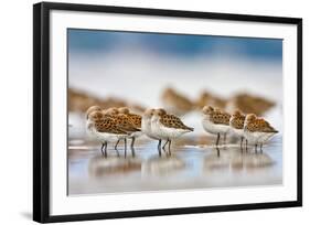 Western Sandpipers Resting at High Tide, Bottle Beach, Grays Harbor, Washington-Gary Luhm-Framed Art Print