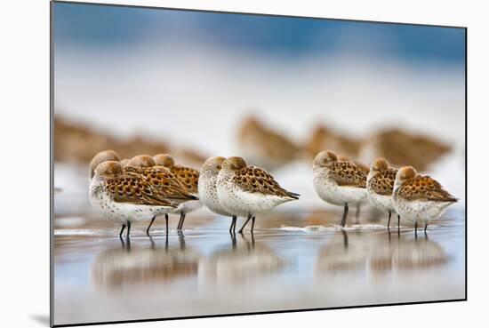 Western Sandpipers Resting at High Tide, Bottle Beach, Grays Harbor, Washington-Gary Luhm-Mounted Art Print