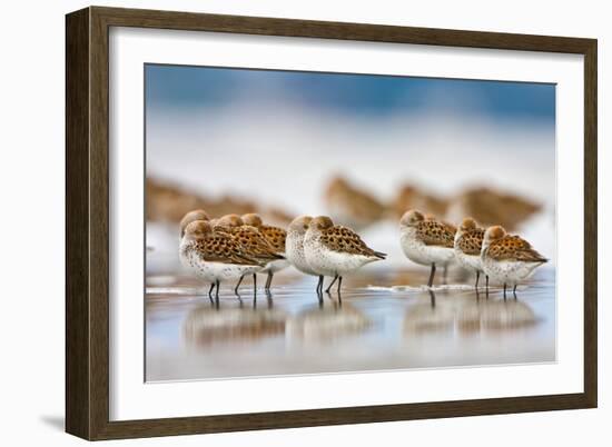 Western Sandpipers Resting at High Tide, Bottle Beach, Grays Harbor, Washington-Gary Luhm-Framed Art Print