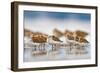 Western Sandpipers Resting at High Tide, Bottle Beach, Grays Harbor, Washington-Gary Luhm-Framed Art Print