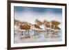 Western Sandpipers Resting at High Tide, Bottle Beach, Grays Harbor, Washington-Gary Luhm-Framed Art Print