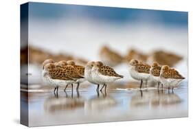 Western Sandpipers Resting at High Tide, Bottle Beach, Grays Harbor, Washington-Gary Luhm-Stretched Canvas