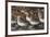Western sandpipers resting during migration stop-Ken Archer-Framed Photographic Print