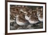 Western sandpipers resting during migration stop-Ken Archer-Framed Photographic Print