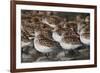 Western sandpipers resting during migration stop-Ken Archer-Framed Photographic Print