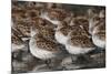 Western sandpipers resting during migration stop-Ken Archer-Mounted Photographic Print