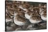 Western sandpipers resting during migration stop-Ken Archer-Stretched Canvas