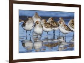 Western sandpipers, resting during spring migration-Ken Archer-Framed Photographic Print