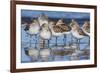 Western sandpipers, resting during spring migration-Ken Archer-Framed Photographic Print