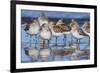 Western sandpipers, resting during spring migration-Ken Archer-Framed Photographic Print