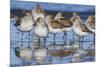 Western sandpipers, resting during spring migration-Ken Archer-Mounted Photographic Print