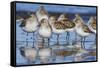 Western sandpipers, resting during spring migration-Ken Archer-Framed Stretched Canvas