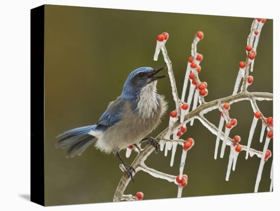 Western Scrub-Jay singing on icy branch of Possum Haw Holly, Hill Country, Texas, USA-Rolf Nussbaumer-Stretched Canvas