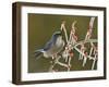 Western Scrub-Jay singing on icy branch of Possum Haw Holly, Hill Country, Texas, USA-Rolf Nussbaumer-Framed Premium Photographic Print