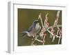 Western Scrub-Jay singing on icy branch of Possum Haw Holly, Hill Country, Texas, USA-Rolf Nussbaumer-Framed Premium Photographic Print