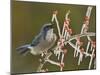 Western Scrub-Jay singing on icy branch of Possum Haw Holly, Hill Country, Texas, USA-Rolf Nussbaumer-Mounted Premium Photographic Print