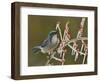 Western Scrub-Jay singing on icy branch of Possum Haw Holly, Hill Country, Texas, USA-Rolf Nussbaumer-Framed Photographic Print