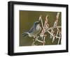 Western Scrub-Jay singing on icy branch of Possum Haw Holly, Hill Country, Texas, USA-Rolf Nussbaumer-Framed Photographic Print