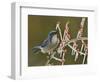 Western Scrub-Jay singing on icy branch of Possum Haw Holly, Hill Country, Texas, USA-Rolf Nussbaumer-Framed Photographic Print