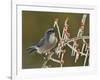 Western Scrub-Jay singing on icy branch of Possum Haw Holly, Hill Country, Texas, USA-Rolf Nussbaumer-Framed Photographic Print