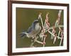 Western Scrub-Jay singing on icy branch of Possum Haw Holly, Hill Country, Texas, USA-Rolf Nussbaumer-Framed Photographic Print