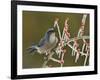 Western Scrub-Jay singing on icy branch of Possum Haw Holly, Hill Country, Texas, USA-Rolf Nussbaumer-Framed Photographic Print