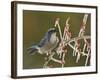 Western Scrub-Jay singing on icy branch of Possum Haw Holly, Hill Country, Texas, USA-Rolf Nussbaumer-Framed Photographic Print