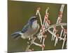 Western Scrub-Jay singing on icy branch of Possum Haw Holly, Hill Country, Texas, USA-Rolf Nussbaumer-Mounted Photographic Print