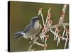 Western Scrub-Jay singing on icy branch of Possum Haw Holly, Hill Country, Texas, USA-Rolf Nussbaumer-Stretched Canvas