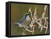 Western Scrub-Jay singing on icy branch of Possum Haw Holly, Hill Country, Texas, USA-Rolf Nussbaumer-Framed Stretched Canvas
