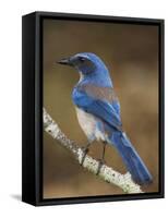 Western Scrub-Jay, Uvalde County, Hill Country, Texas, USA-Rolf Nussbaumer-Framed Stretched Canvas