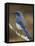 Western Scrub-Jay, Uvalde County, Hill Country, Texas, USA-Rolf Nussbaumer-Framed Stretched Canvas