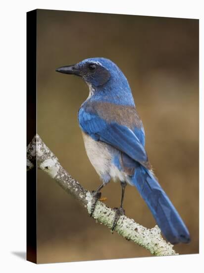 Western Scrub-Jay, Uvalde County, Hill Country, Texas, USA-Rolf Nussbaumer-Stretched Canvas