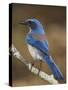 Western Scrub-Jay, Uvalde County, Hill Country, Texas, USA-Rolf Nussbaumer-Stretched Canvas