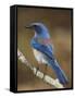 Western Scrub-Jay, Uvalde County, Hill Country, Texas, USA-Rolf Nussbaumer-Framed Stretched Canvas