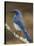 Western Scrub-Jay, Uvalde County, Hill Country, Texas, USA-Rolf Nussbaumer-Stretched Canvas