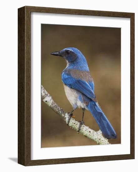 Western Scrub-Jay, Uvalde County, Hill Country, Texas, USA-Rolf Nussbaumer-Framed Photographic Print