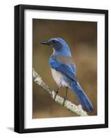 Western Scrub-Jay, Uvalde County, Hill Country, Texas, USA-Rolf Nussbaumer-Framed Photographic Print