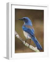 Western Scrub-Jay, Uvalde County, Hill Country, Texas, USA-Rolf Nussbaumer-Framed Photographic Print