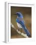 Western Scrub-Jay, Uvalde County, Hill Country, Texas, USA-Rolf Nussbaumer-Framed Photographic Print