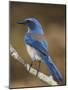 Western Scrub-Jay, Uvalde County, Hill Country, Texas, USA-Rolf Nussbaumer-Mounted Photographic Print