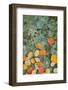 Western Serviceberry Leaves on Lichen, Riverside Sp, Washington, USA-Charles Gurche-Framed Photographic Print