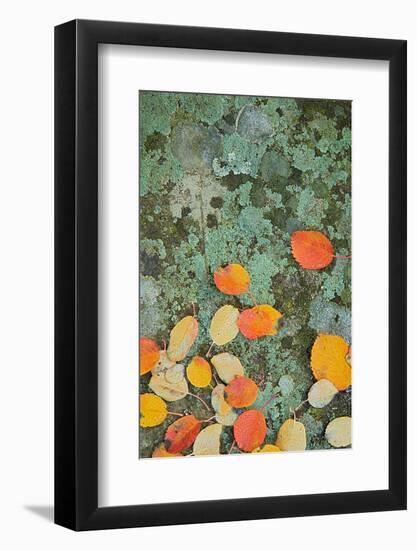 Western Serviceberry Leaves on Lichen, Riverside Sp, Washington, USA-Charles Gurche-Framed Photographic Print